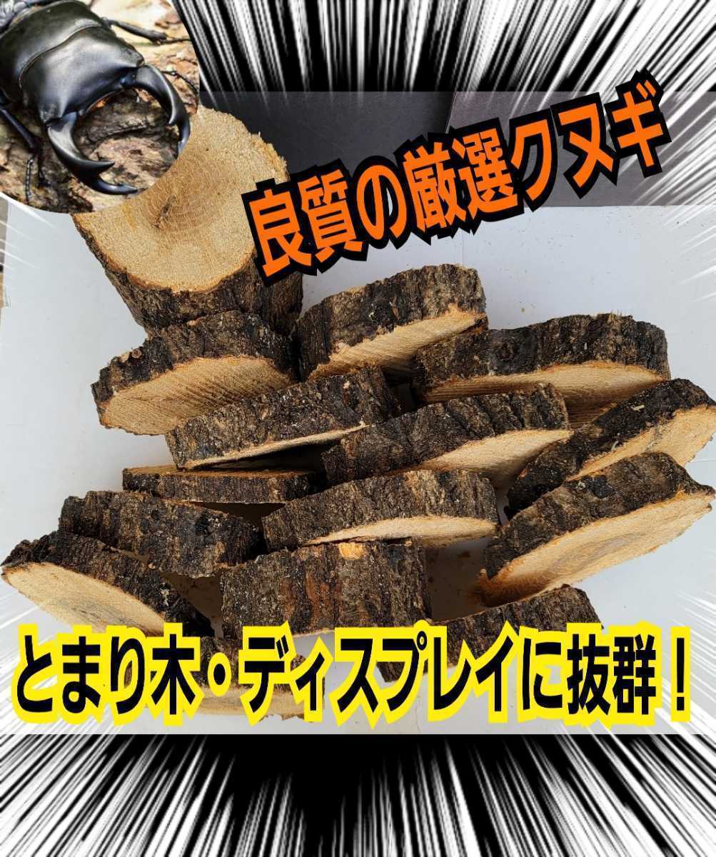 クワガタ、カブトムシの交尾の場所に最適！良質☆クヌギ朽木の輪切り【5枚セット】足場、とまり木、転倒防止・ディスプレイにも抜群です！_画像3