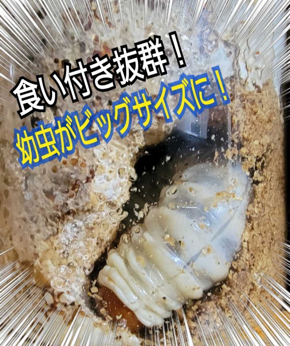  stag beetle * rhinoceros beetle. nutrition source is kore! natural tore Hello s powder * mat .. thread, jelly .... only! size up, production egg number up, length . effect!