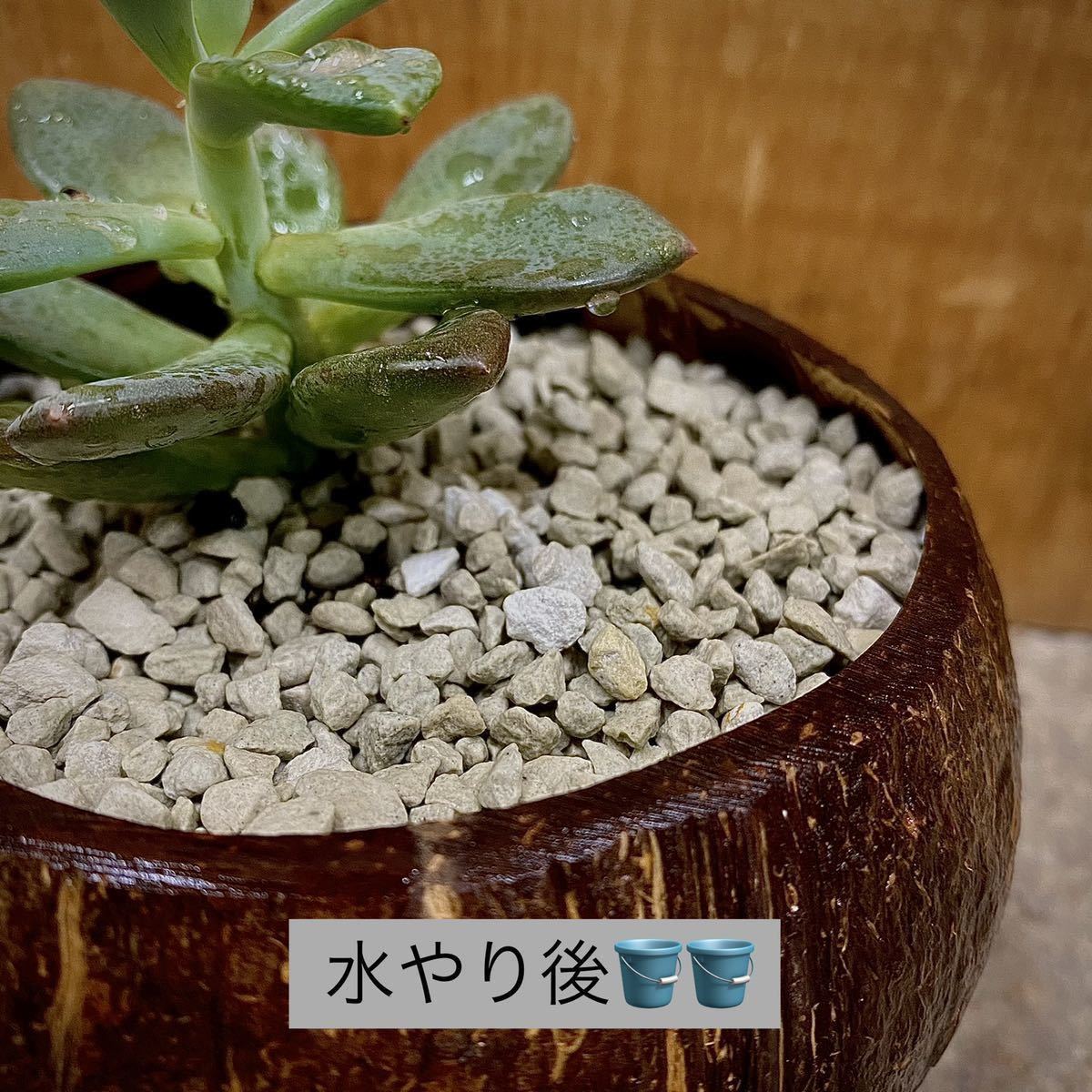 Paypayフリマ 粒状ゼオライト 1l小粒 多肉植物 サボテン 観葉植物 土 魂根植物 マグネシウム アクアリウム 水槽 砂利 テラリウム Paypayフリマ 粒状ゼオライト 1l小粒 多肉植物 サボテン 観葉植物 土 魂根植物 マグネシウム アクアリウム 水槽 砂利 テラリウム