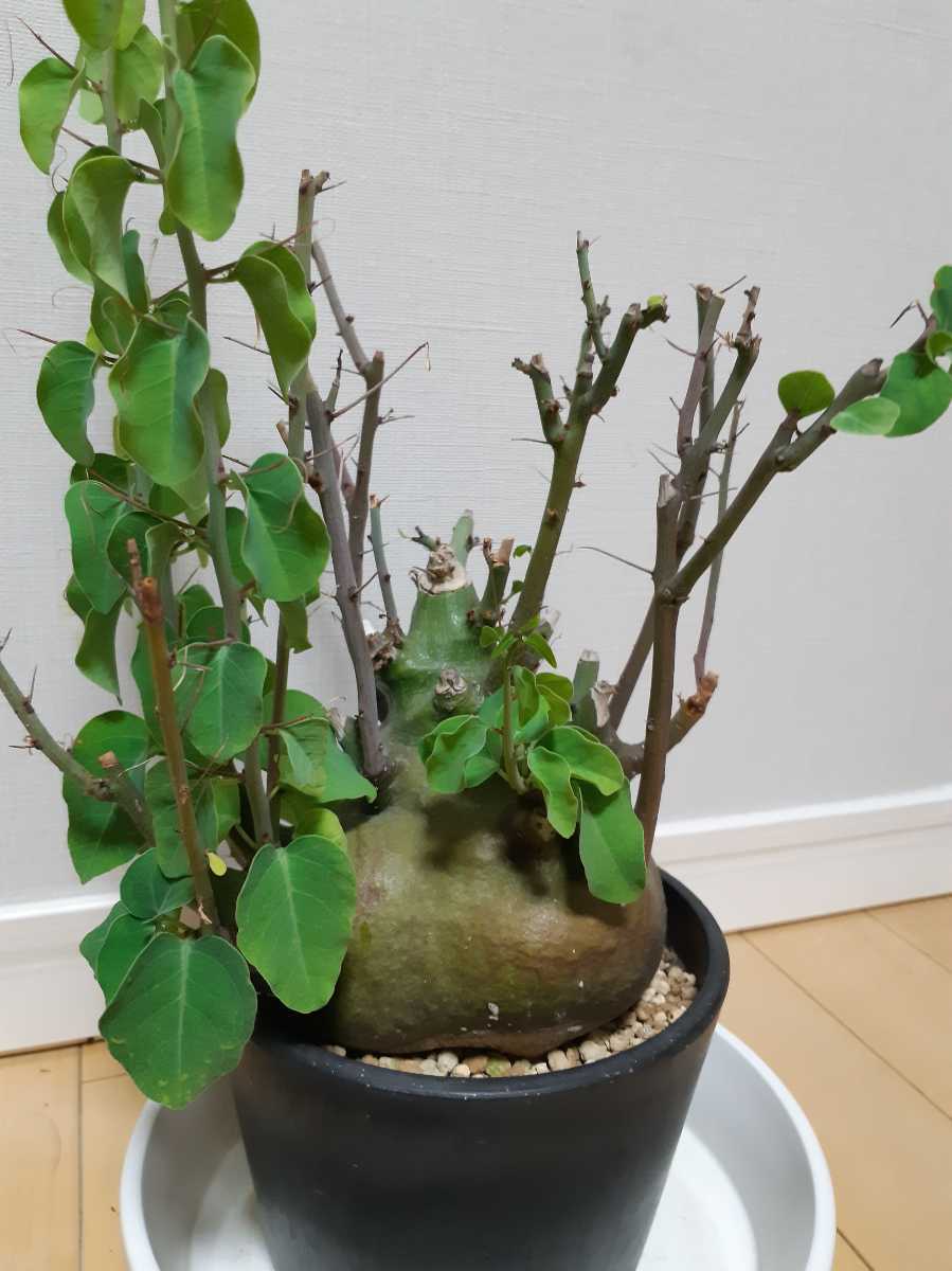 アデニア スピノーサ Adenia spinosa 発根済 良形 アデニア スピノーサ Adenia spinosa 発根済 良形
