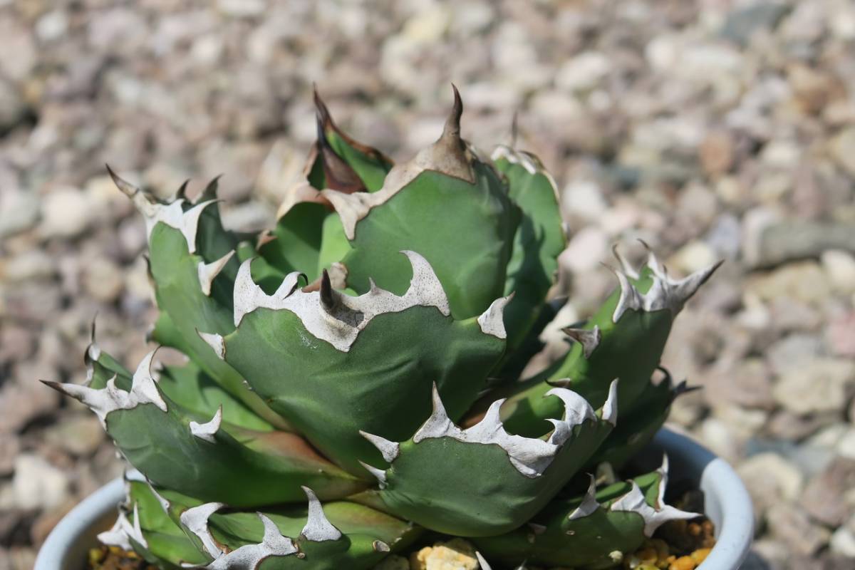 アガベ 農大SP NO1 小苗 (チタノータ チタノタ サボテン 多肉植物) アガベ 農大SP NO1 小苗 (チタノータ チタノタ サボテン 多肉植物)