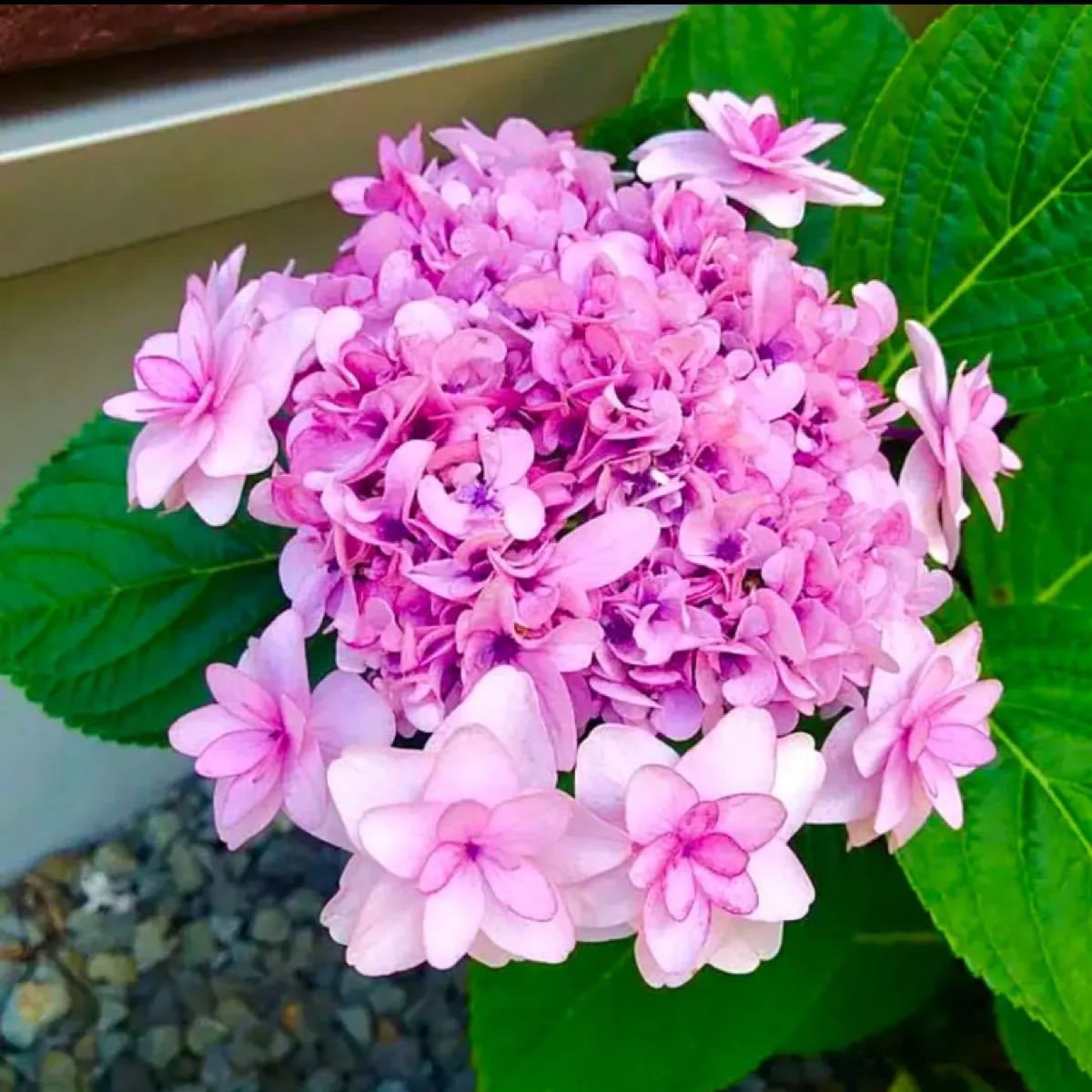 Paypayフリマ 4 可愛い八重咲き 紫陽花 抜き苗