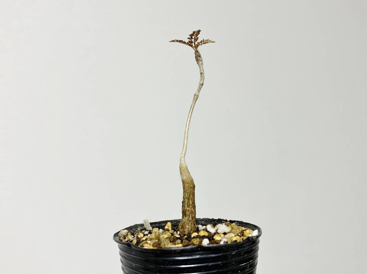 希少種 ボスウェリア ソコトラナ ソコトラーナ boswellia 希少種 ボスウェリア ソコトラナ ソコトラーナ boswellia