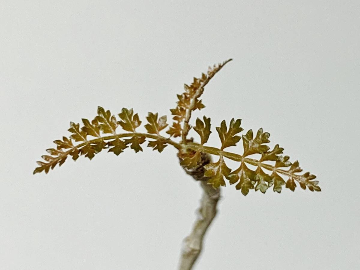 希少種 ボスウェリア ソコトラナ ソコトラーナ boswellia 希少種 ボスウェリア ソコトラナ ソコトラーナ boswellia