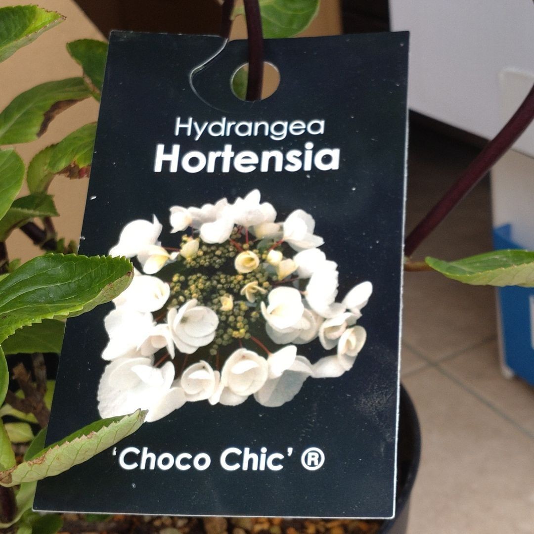 紫陽花 ハイドランジア チョコシック チョコチックホワイト 挿し 紫陽花 ハイドランジア チョコシック チョコチックホワイト 挿し