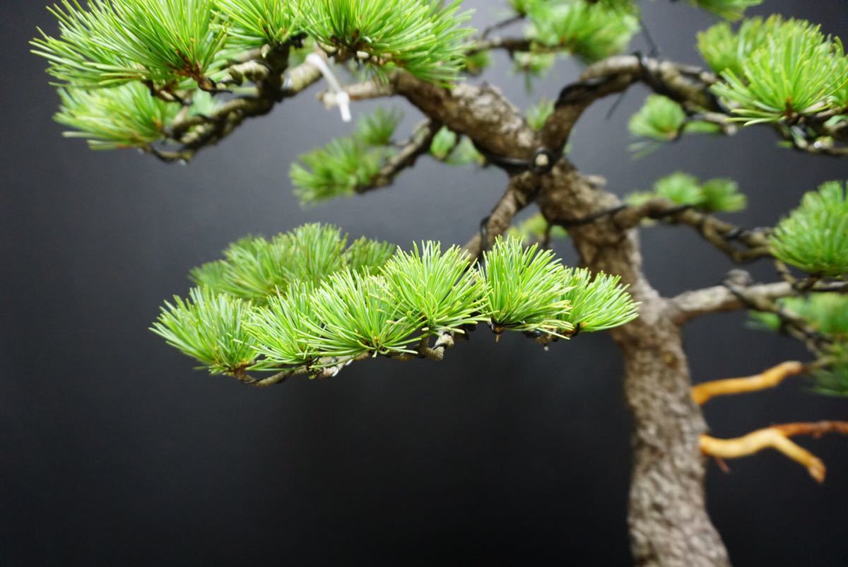 那須五葉松》五葉松盆栽 五葉松 盆栽 葉性良い / 真柏 黒松 赤松 那須五葉松》五葉松盆栽 五葉松 盆栽 葉性良い / 真柏 黒松 赤松