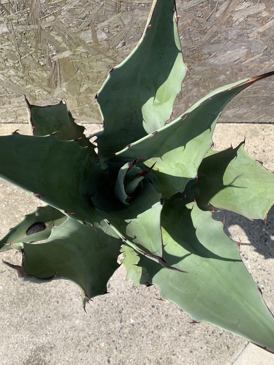 Agave シュリベイマグナ アガベ 大株 美株 agave 地植え 耐寒性有り Agave シュリベイマグナ アガベ 大株 美株 agave 地植え 耐寒性有り
