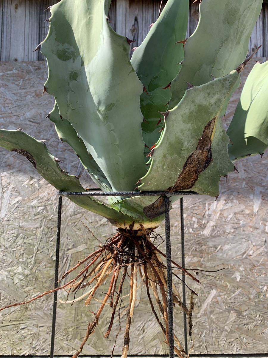 Agave シュリベイマグナ アガベ 大株 美株 agave 地植え 耐寒性有り Agave シュリベイマグナ アガベ 大株 美株 agave 地植え 耐寒性有り