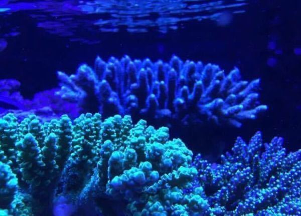 アクアリウム ライト サンゴ水槽 LED 165w 20000k 水槽照明 水草 海水魚 ブラックボックス 調光 フルスペクトル 観賞魚 熱帯魚 海水魚_画像6
