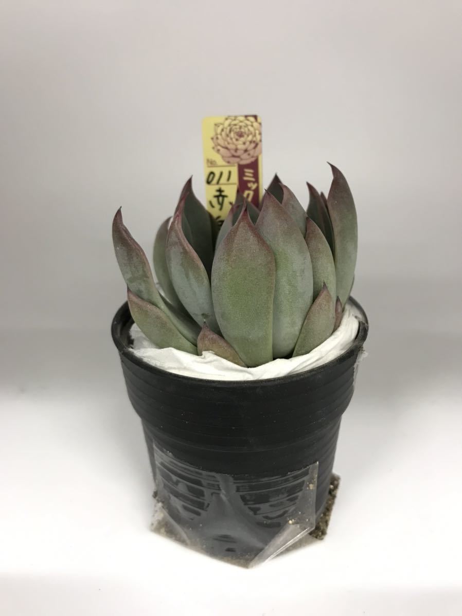 赤鬼 おらいさん苗 多肉植物 エケベリア ミックスベリア 011 1円スタート - sucasa.com.ve 赤鬼 おらいさん苗 多肉植物 エケベリア ミックスベリア 011 1円スタート - sucasa.com.ve