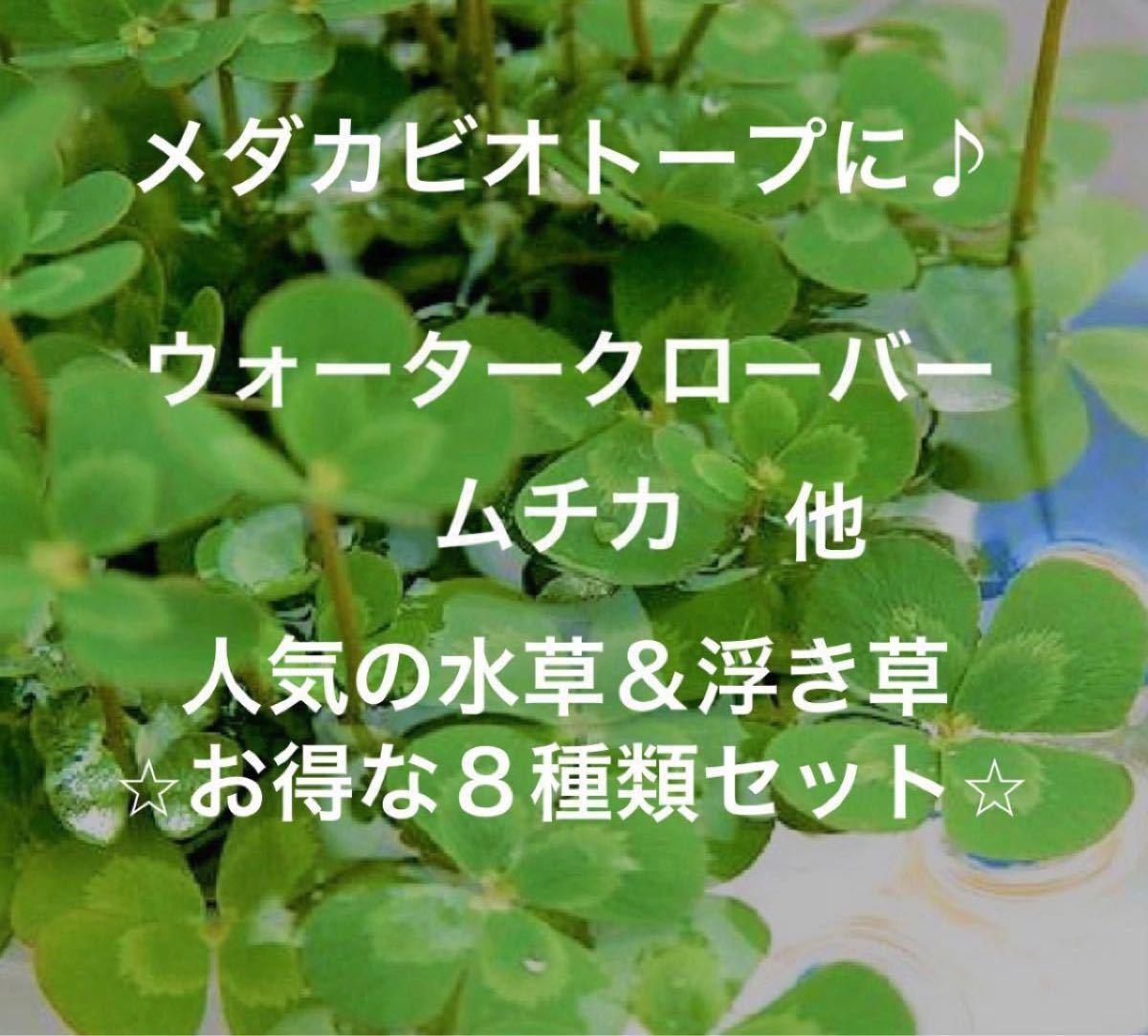 Paypayフリマ メダカビオトープ完成 ウォータークローバームチカ10節 A 水草 浮き草８種類お得セット ミックスメダカの卵付き
