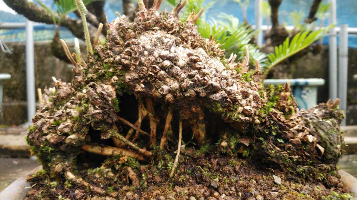 盆栽獅子ソテツ 奄美大島産蘇鉄 盆栽獅子ソテツ 奄美大島産蘇鉄