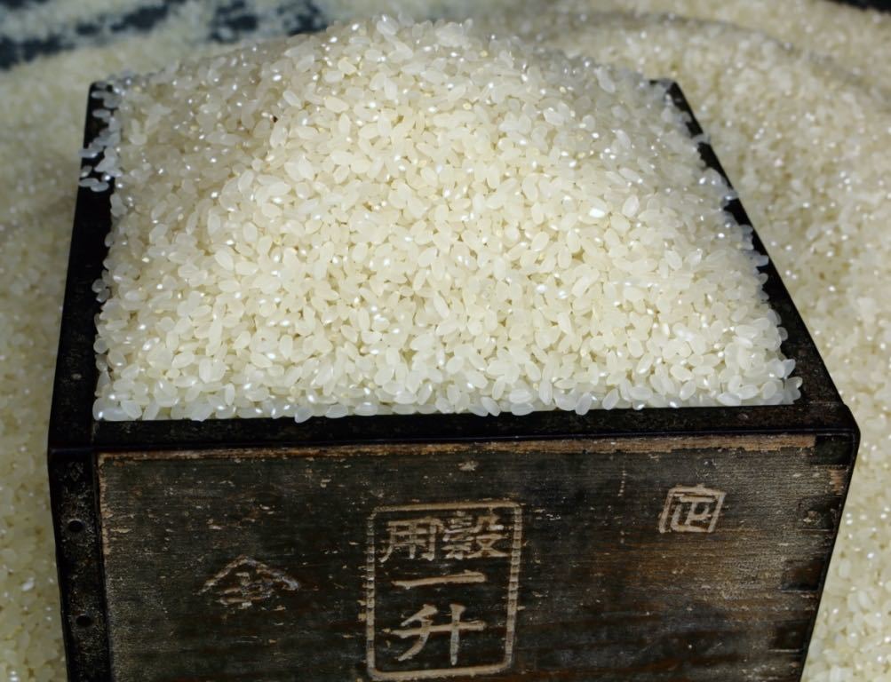 減農薬　農家直送　白鳥飛来の清流で育てたお得なコシヒカリ　玄米25キロ　精米・小分け無料です。_代々受け継がれた熟練の米作り