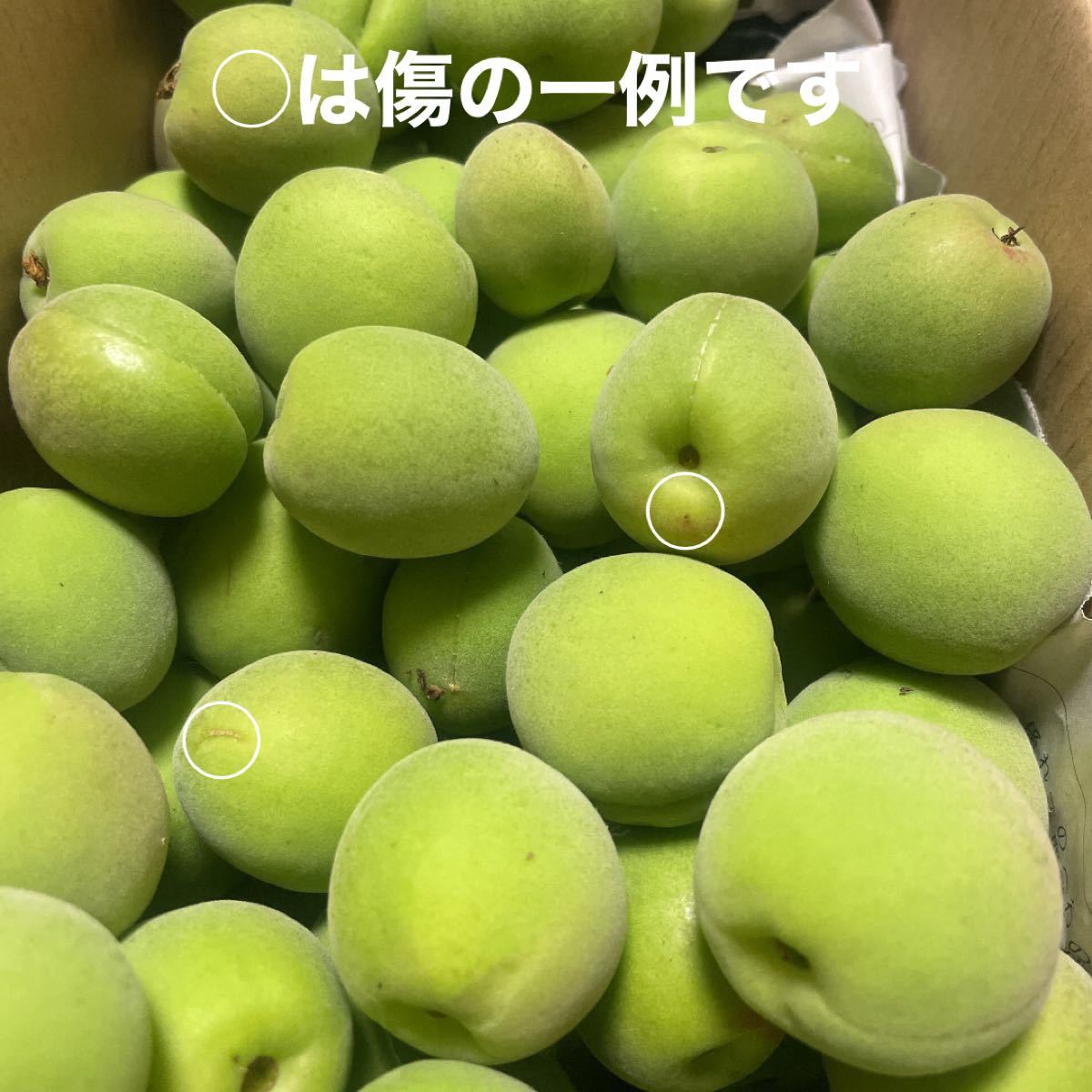 84%OFF!】 豊後梅完熟 ぶんごうめ 1キロ箱込 agapeeurope.org