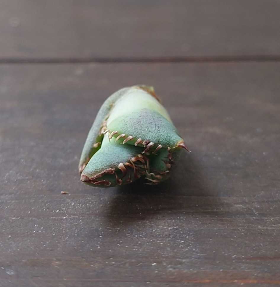 アガベ チタノタ Agave titanota Sierra Mixteca Extra White アガベ チタノタ Agave titanota Sierra Mixteca Extra White