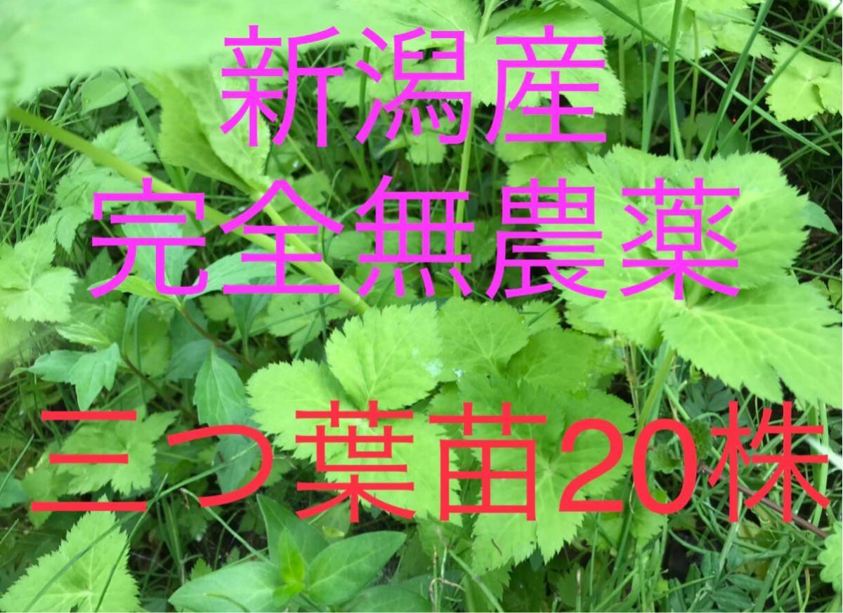 PayPayフリマ|新潟産 完全無農薬 ミツバ 三つ葉 苗20株 キアゲハにも安心 PayPayフリマ|新潟産 完全無農薬 ミツバ 三つ葉 苗20株 キアゲハにも安心