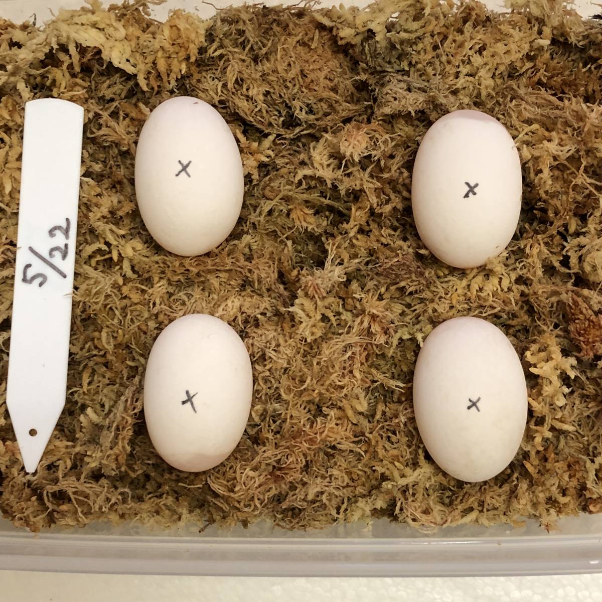 日本イシガメ卵2個セット 5月22日産卵 管理ケース付き No.2