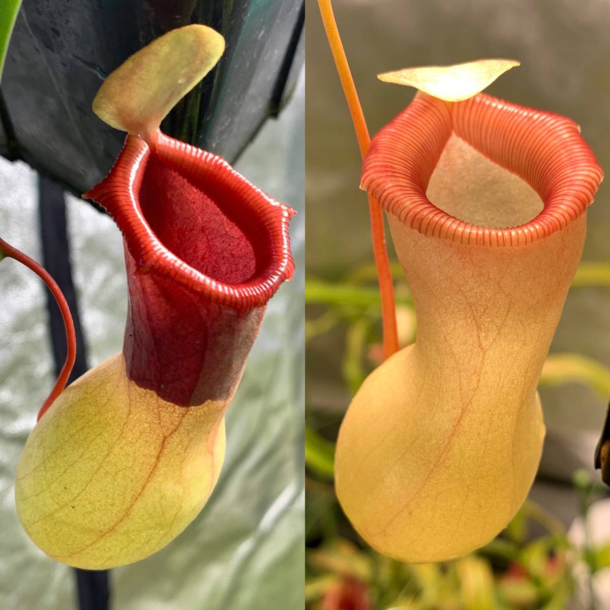 YFK2 食虫植物 Nepenthes ventricosa. Quezon， Luzon， Philippines.