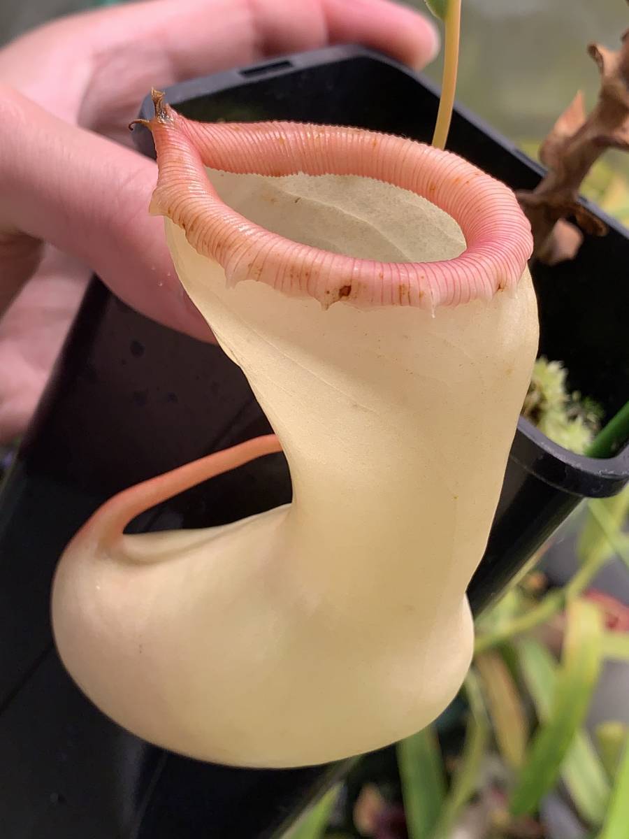 1 Nepenthes ventricosa (Quezon Prov. ) [蓋欠け・食虫植物・ネペンテス・ウツボカズラ]