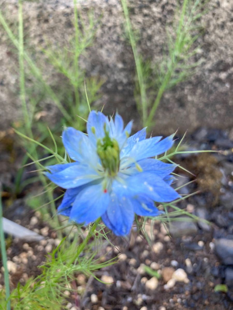 ニゲラの種 100粒以上 22年採取 個別包装 ニゲラ ブルー 単色 花種100粒以上 Cmpramosmejia Com Ar