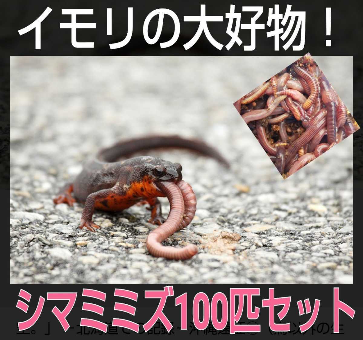 サラマンダーの餌に！新鮮！採れたて直送！シマミミズ100匹セット 良く食べます！栄養満点！爬虫類の餌、亀の餌、観賞魚の餌、釣りの餌に_画像7