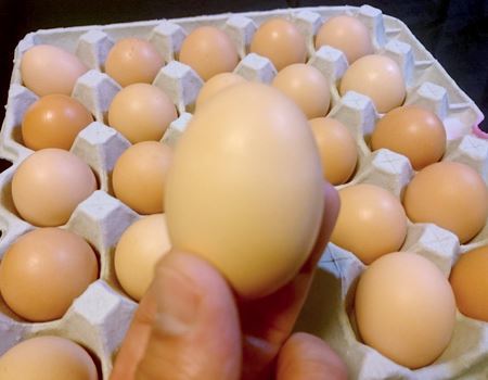 ●十和田高原産　烏骨鶏の卵10個　美容と健康維持に是非お召し上がりください。(^^)/_画像3