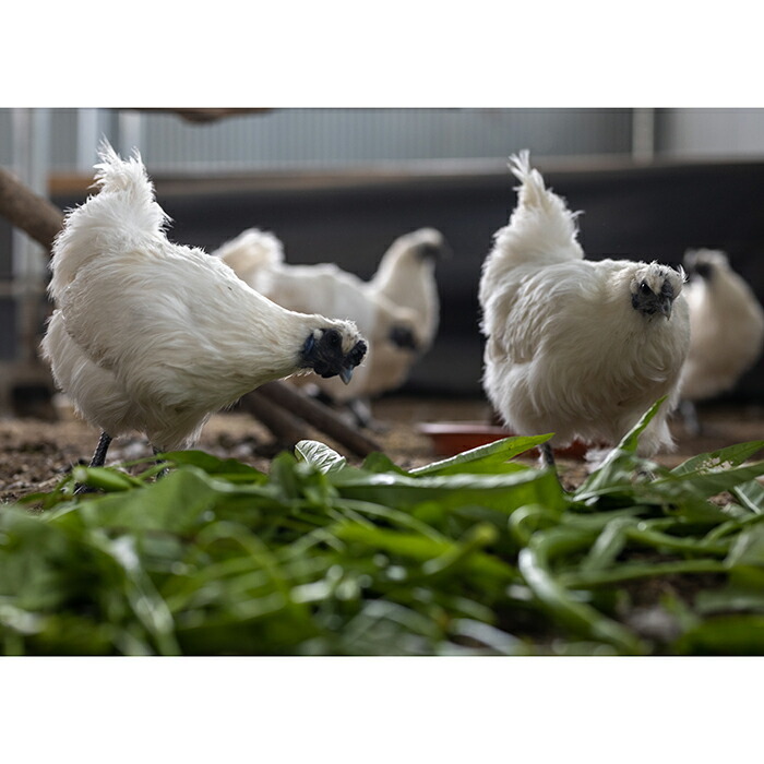 ●十和田高原産　烏骨鶏の卵10個　美容と健康維持に是非お召し上がりください。(^^)/_画像1
