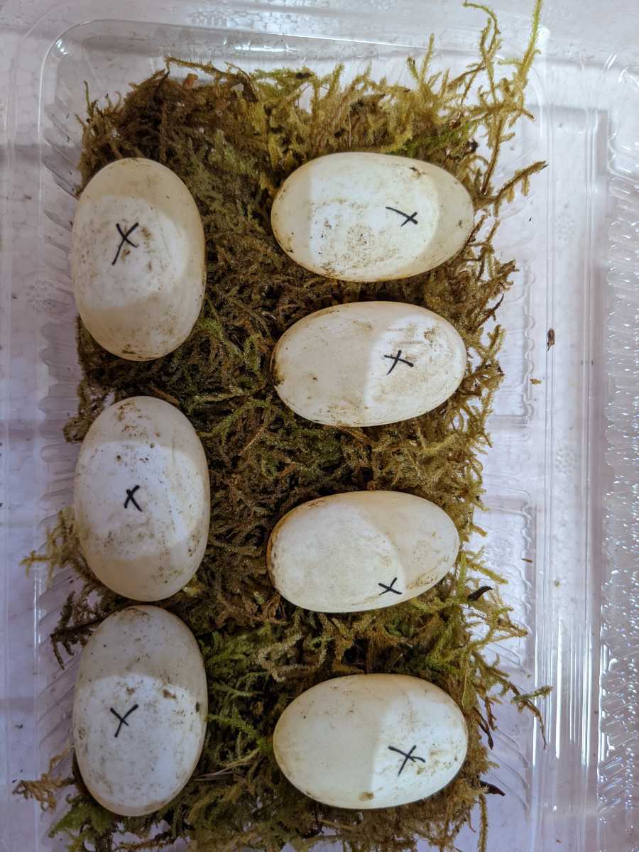 ☆【即決あり】ハイイエロー系ニホンイシガメの卵