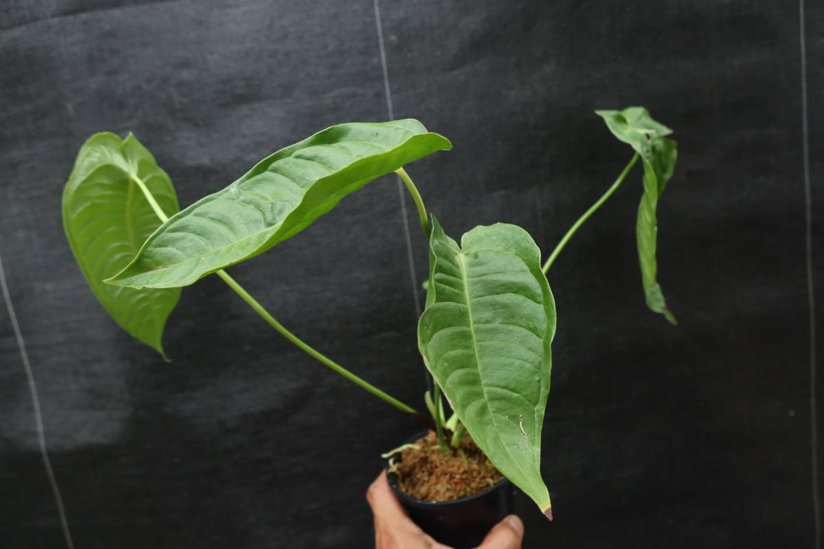 ◎_◎;)☆Anthurium veitchii☆アンスリウム・ベイチー ◎_◎;)☆Anthurium veitchii☆アンスリウム・ベイチー