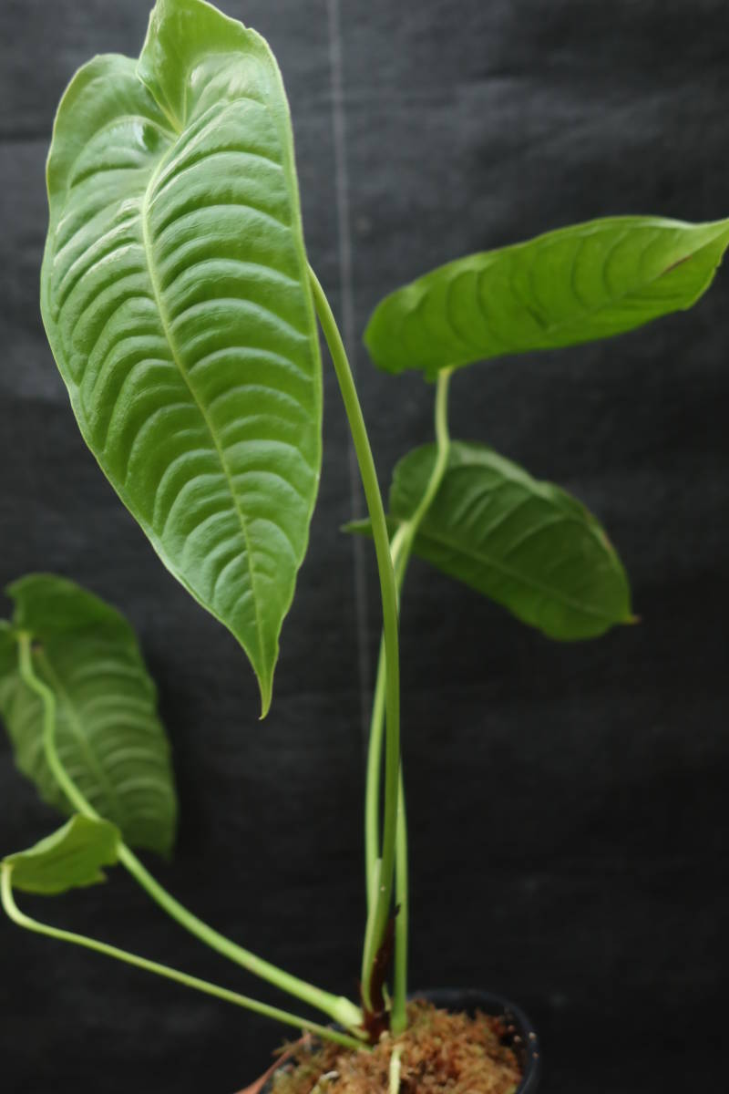 ◎_◎;)☆Anthurium veitchii☆アンスリウム・ベイチー ◎_◎;)☆Anthurium veitchii☆アンスリウム・ベイチー