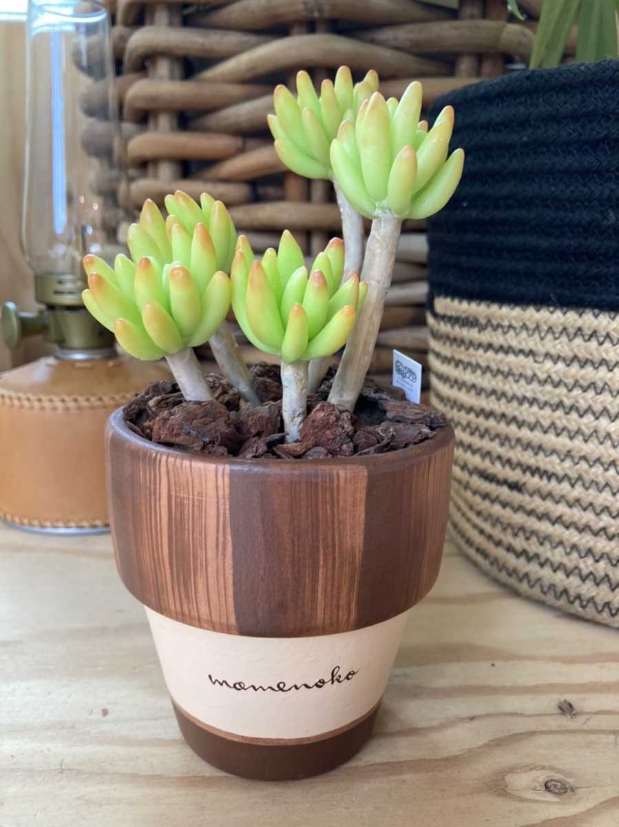 まめのこ ホンモノミタイナ多肉植物 八千代 木立 Www Sbgeastcoast Com まめのこ ホンモノミタイナ多肉植物 八千代 木立 Www Sbgeastcoast Com