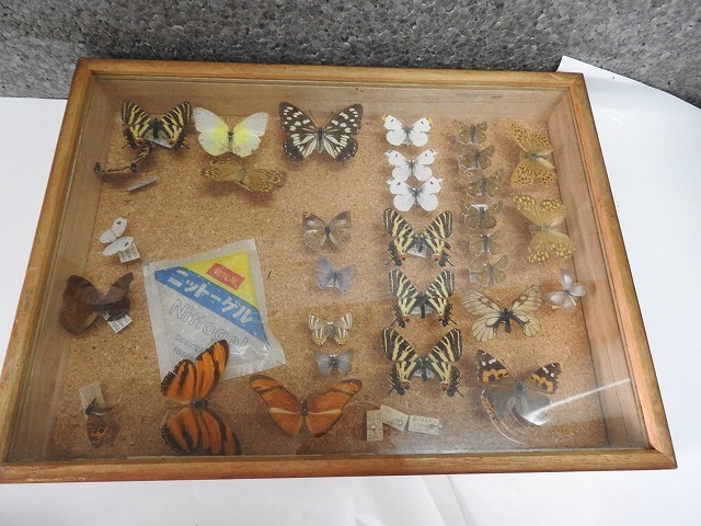 7○Papilionidae アゲハチョウ 種類? 標本箱 昆虫採集 ドイツ箱入り