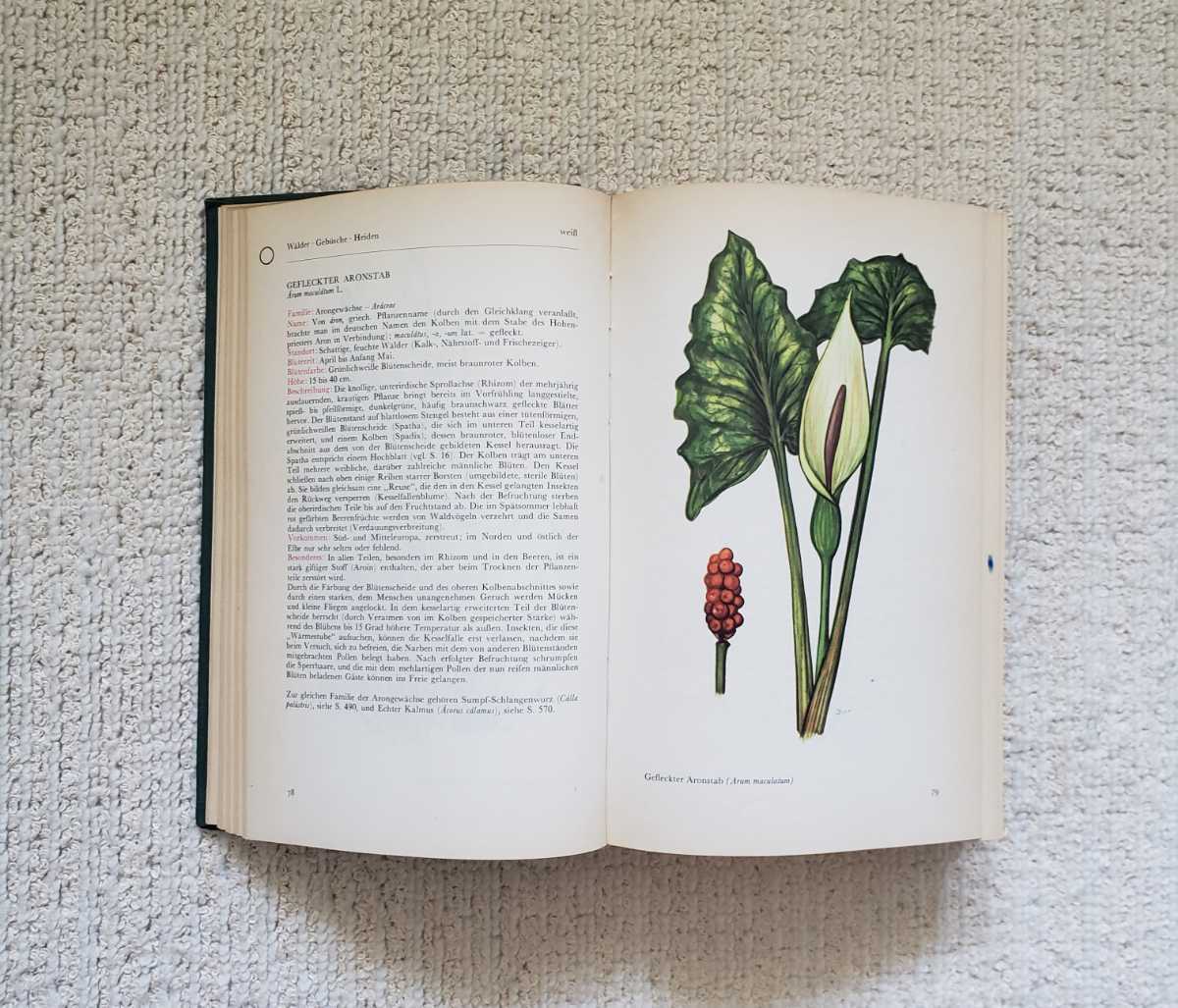  antique Germany plant illustrated reference book 