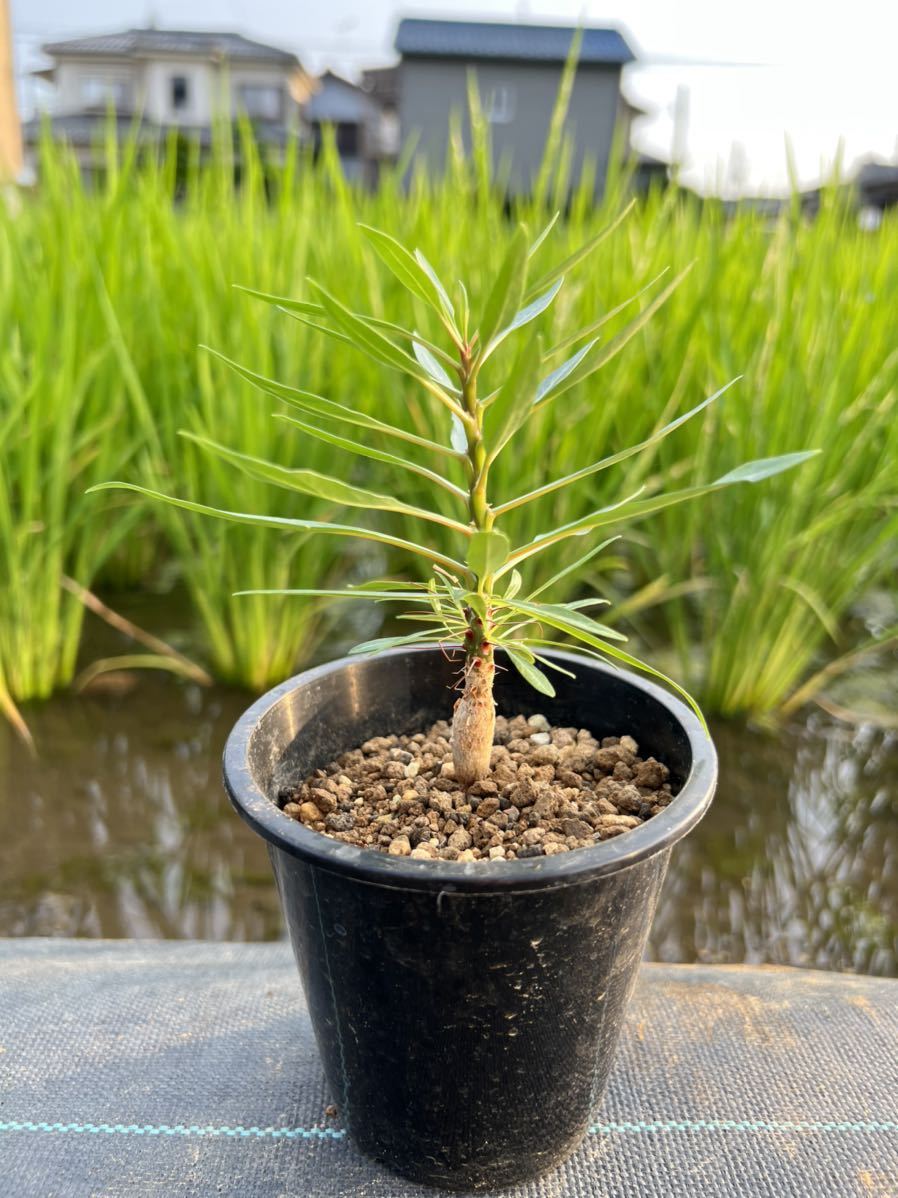 特選フォークイエリア プルプシー 実生 Fouquieria purpusii
