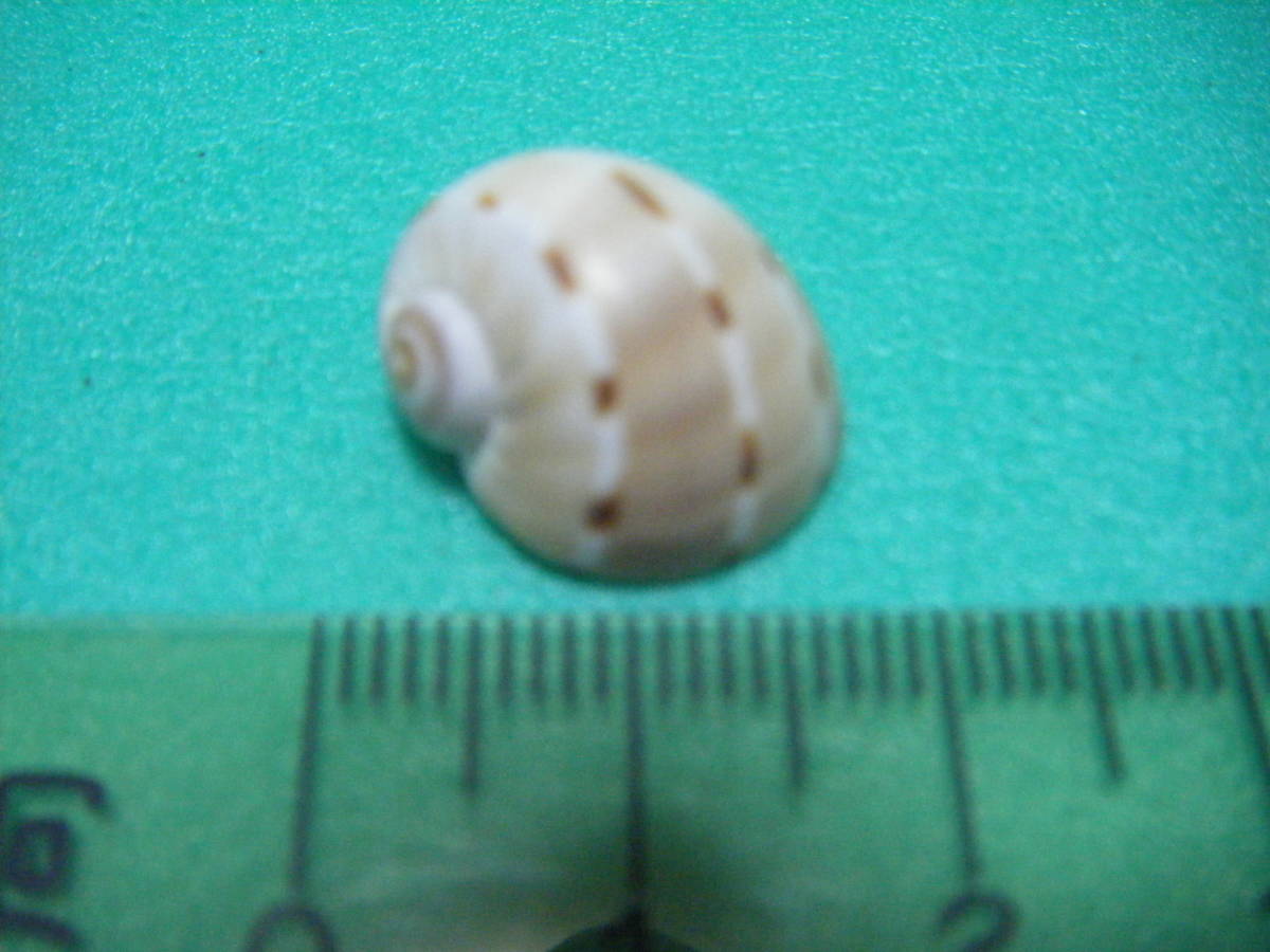 天然採取の貝殻　「フロガイ」　標本Ｓ１１　超美品_画像1