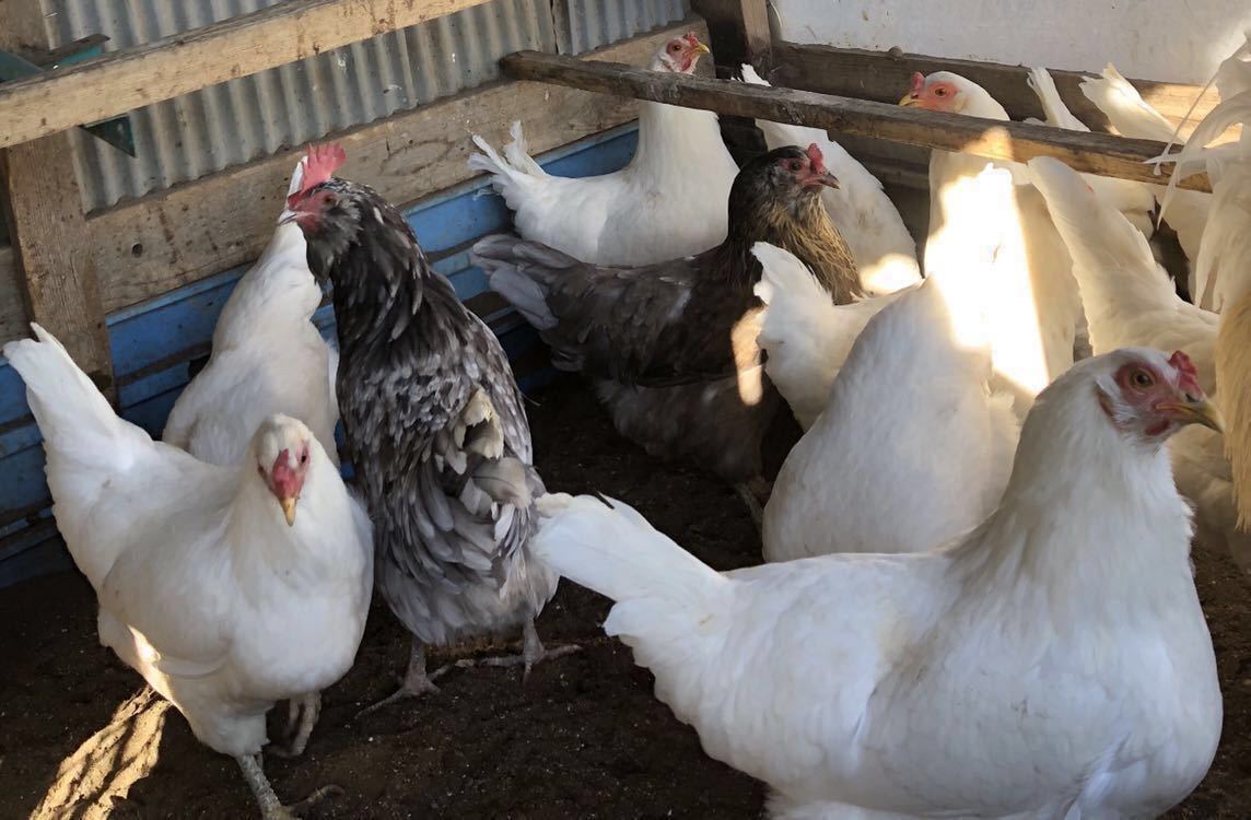 即決 アローカナ 有精卵 青い卵 24個 平飼い 鶏 種卵_画像3