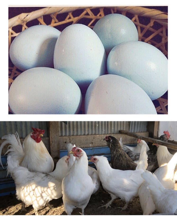 即決 アローカナ 有精卵 青い卵 24個 平飼い 鶏 種卵_画像2