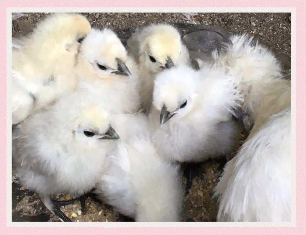 烏骨鶏 （白）平飼い 有精卵 8個 鶏 種卵_画像3