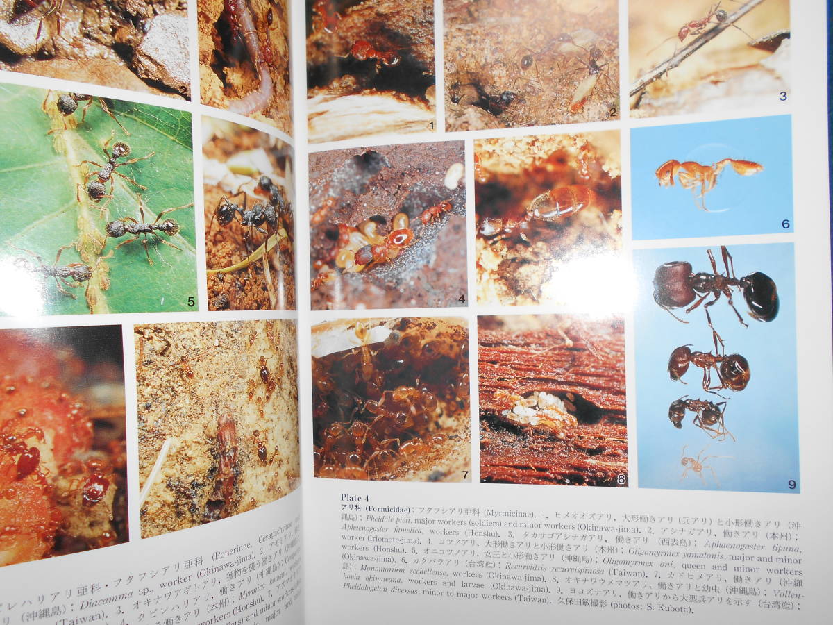 即決 昆虫学、Incect 1999年『南西諸島産有剣ハチ・アリ類検索図説