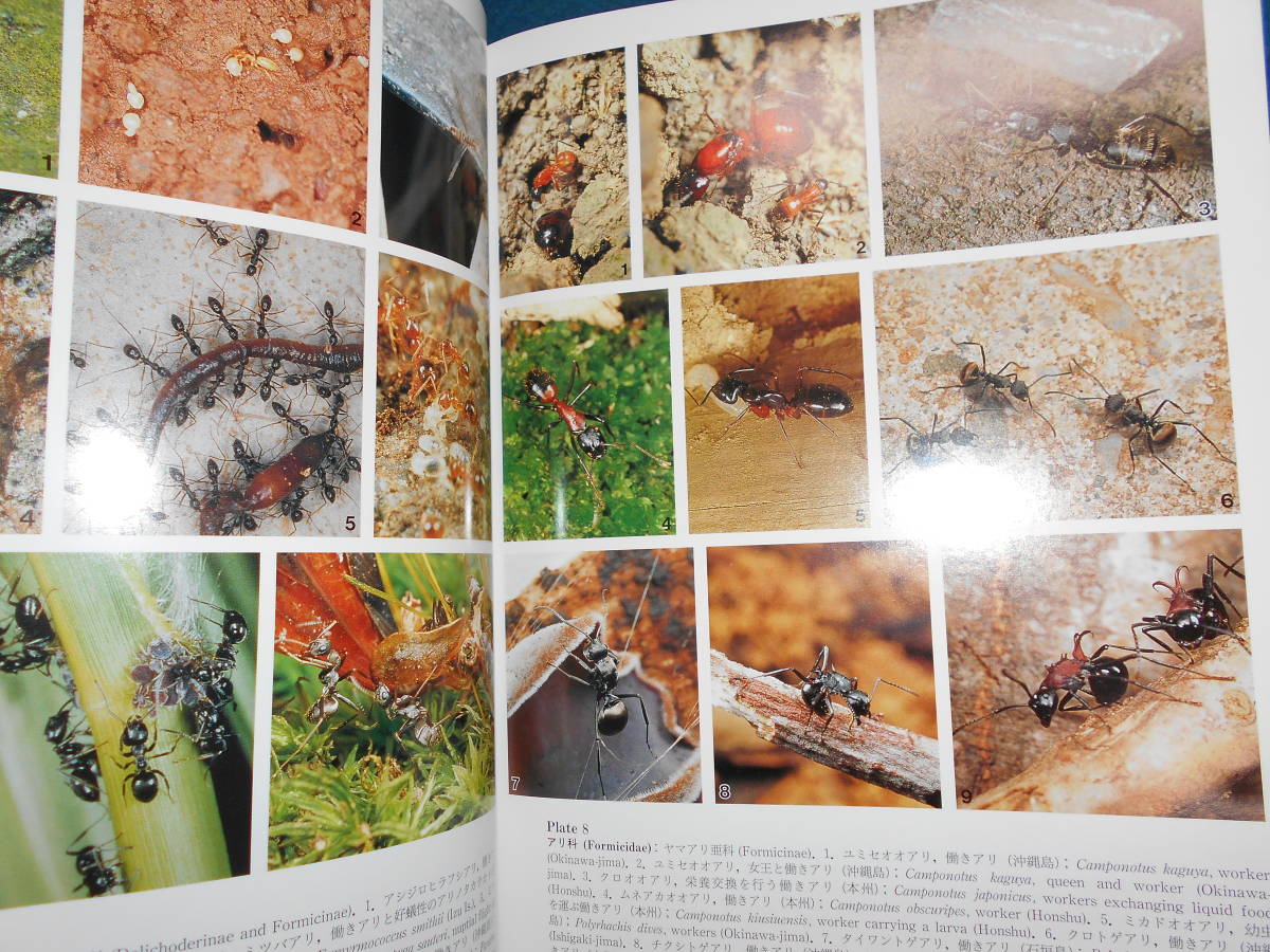 即決 昆虫学、Incect 1999年『南西諸島産有剣ハチ・アリ類検索図説