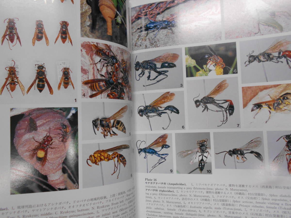 即決 昆虫学、Incect 1999年『南西諸島産有剣ハチ・アリ類検索図説