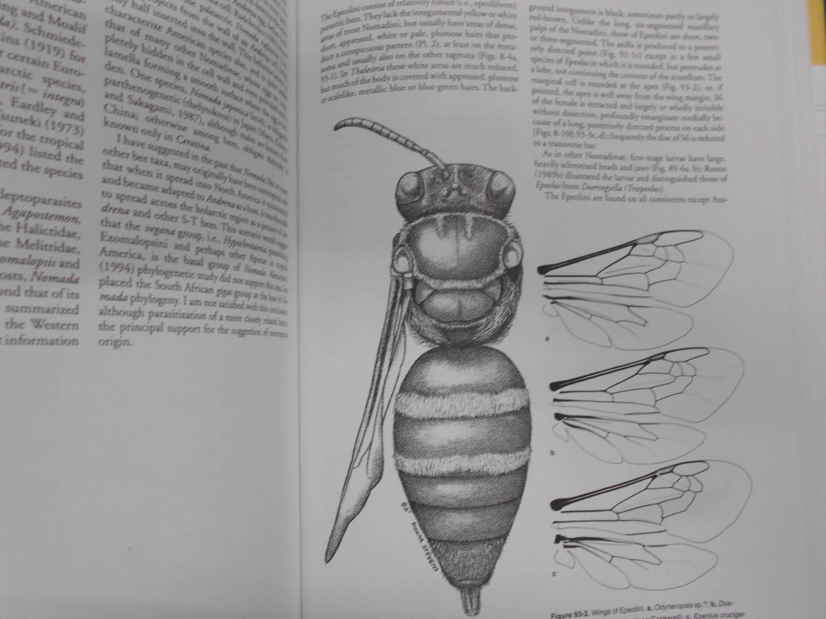 即決 昆虫学、Incect 2000年『世界のハナバチ類 The Bees of the World』ハチ目、膜翅目、 Social bees 花粉媒介 - 生物学 即決 昆虫学、Incect 2000年『世界のハナバチ類 The Bees of the World』ハチ目、膜翅目、 Social bees 花粉媒介 - 生物学
