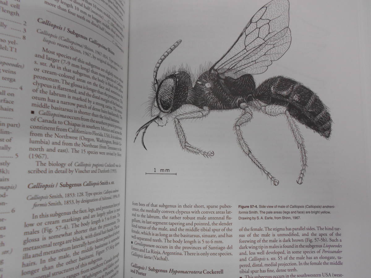 即決 昆虫学、Incect 2000年『世界のハナバチ類 The Bees of the 即決 昆虫学、Incect 2000年『世界のハナバチ類 The Bees of the