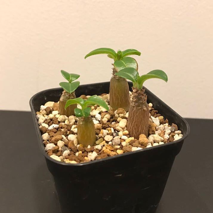 信頼 極上株 早い者勝ち‼️ パキポディウム ウィンゾリー 植物/観葉
