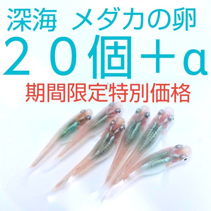 Paypayフリマ 大人気 メダカ飼育を始めたい方 お子様の自由研究 ご趣味で飼育されている方必見 深海 メダカの卵 個 A