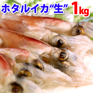 ★プリッとした歯ごたえと独特の旨み★　 ホタルイカ（生冷凍ほたるいか）約1kg（約250g×4パック）_画像1