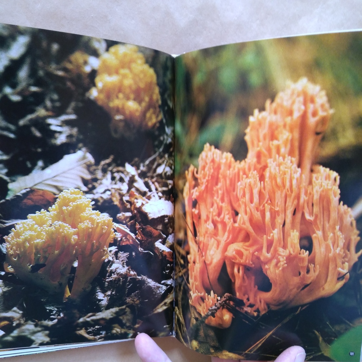 * цвет японский грибы сейчас . шесть . сборник гора . цвет гид 64 Showa 49 год гора ... фирма 199p