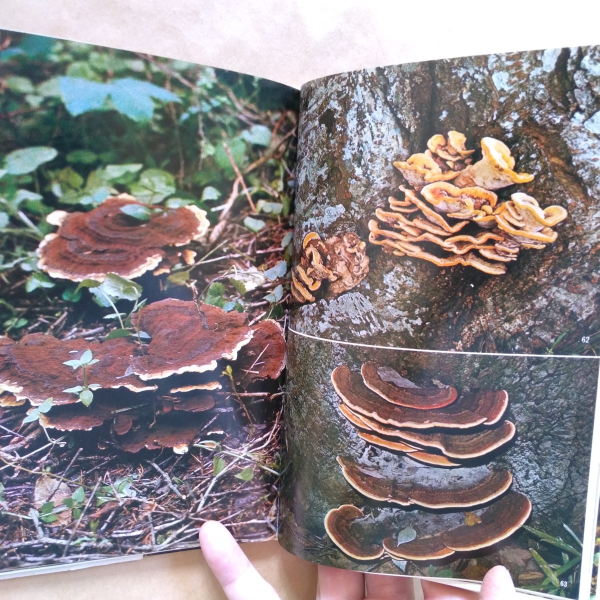 * цвет японский грибы сейчас . шесть . сборник гора . цвет гид 64 Showa 49 год гора ... фирма 199p
