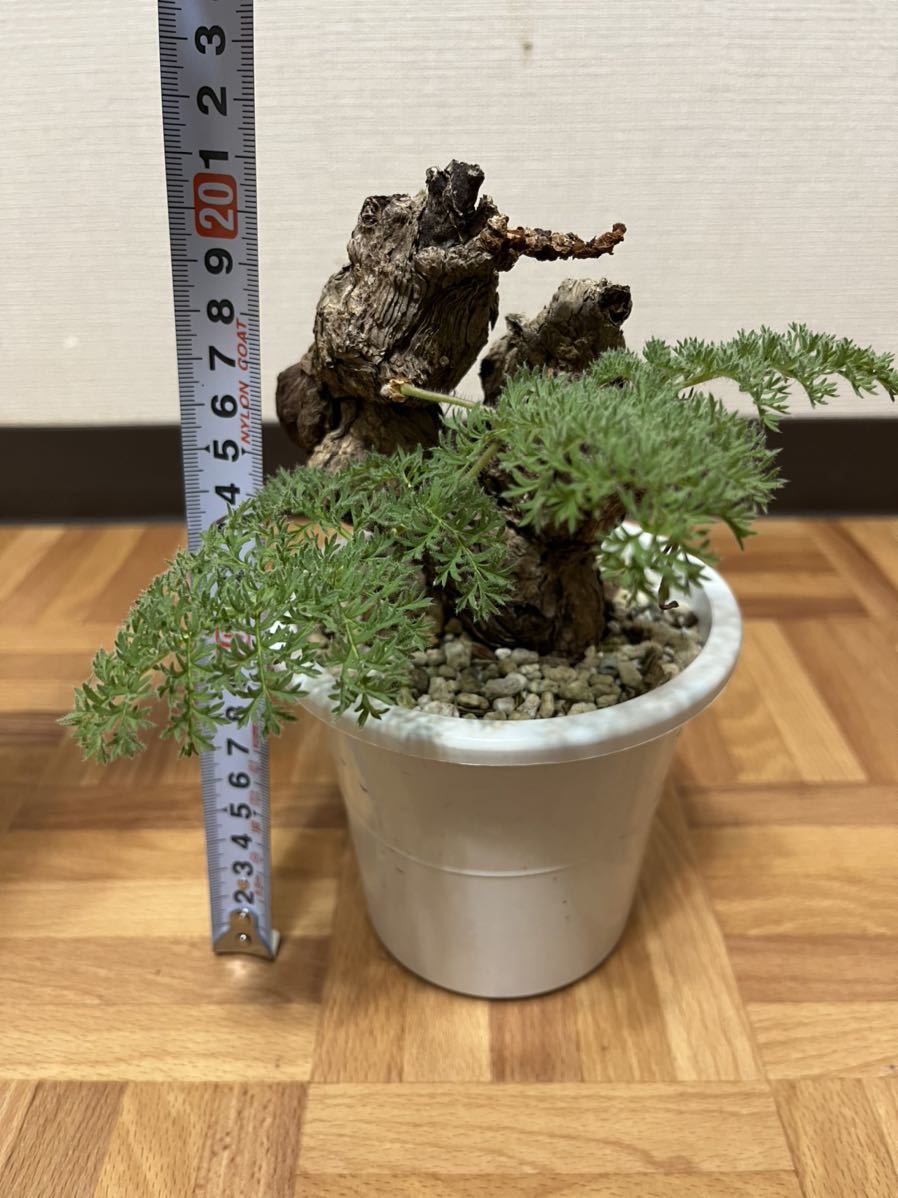 Pelargonium triste ペラルゴニウム トリステ　新芽展開_画像6