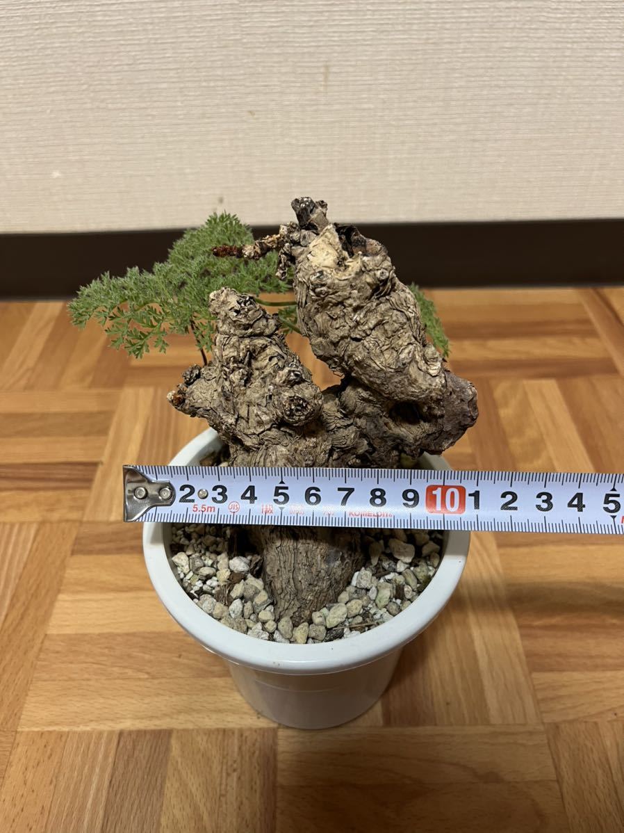 Pelargonium triste ペラルゴニウム トリステ　新芽展開_画像5